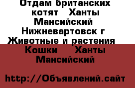 Отдам британских котят - Ханты-Мансийский, Нижневартовск г. Животные и растения » Кошки   . Ханты-Мансийский